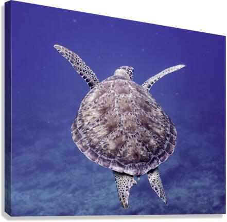 Sea Turtle Looe Key Reef Canvas Print