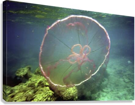 Jellyfish Beware Canvas Print
