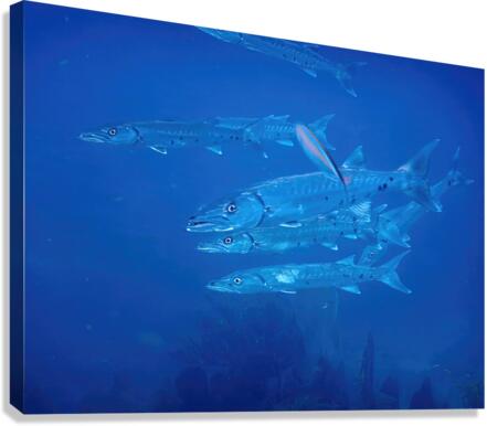 Barracuda Encounter Canvas Print