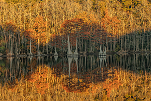 Cathedral of Embered Trees