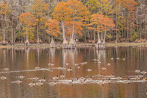  Autumn’s Gathering at the Waterline