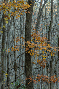 In the Quiet of Bare Branches