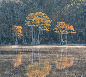 The Cypress Keepers