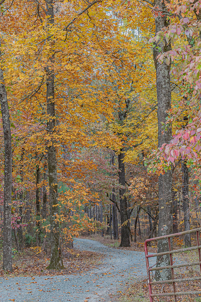 Autumn’s Winding Path Print