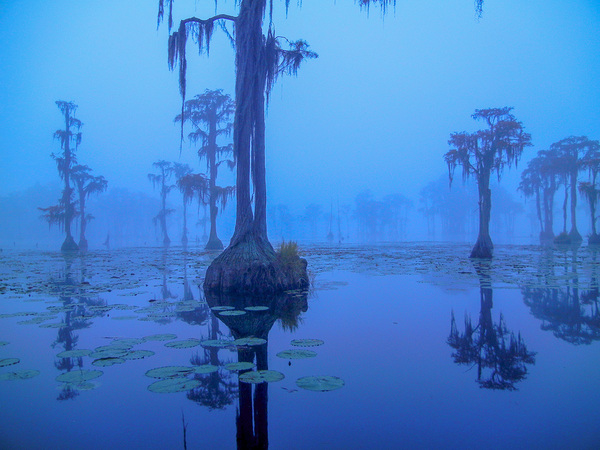 Blue Bayou Print