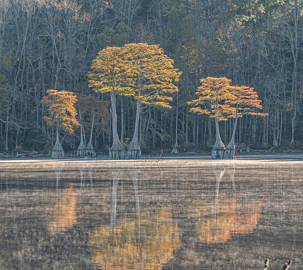 The Cypress Keepers Print