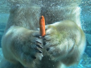 Polar Bear With Carrot