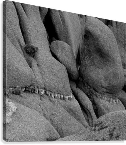 Stone Teeth Canvas Print