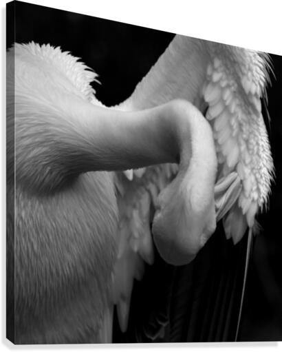 Preening Canvas Print