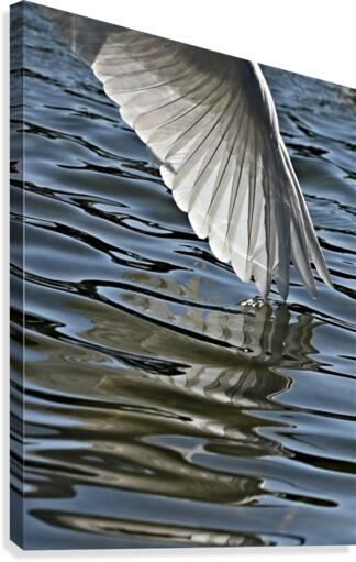 Angel Tip Canvas Print