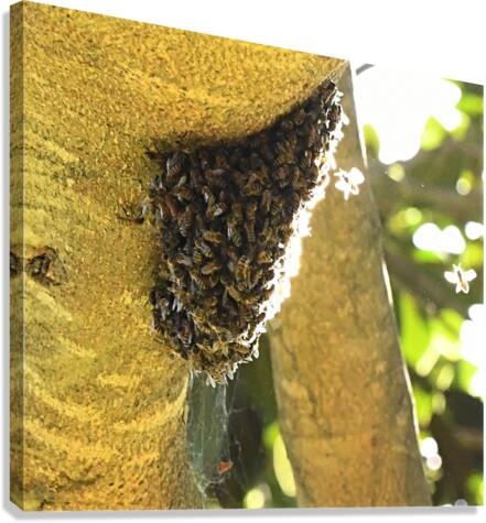 Bee Hive Canvas Print