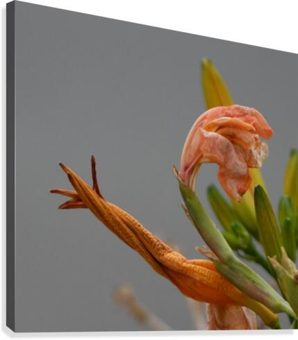 Snail Flower Canvas Print