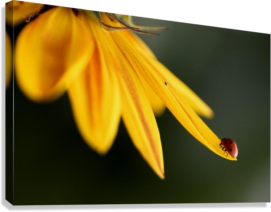 Ladybug Canvas Print