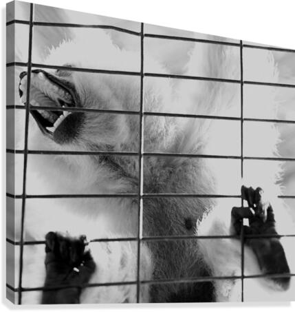 Caged Shriek Canvas Print