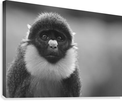 Monkey Eyes Canvas Print