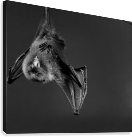 Bat Canvas Print