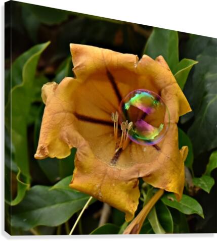 Bubble Flower Canvas Print