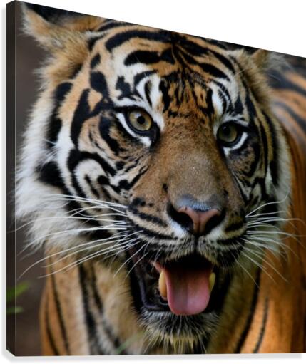 Tyger Tyger Canvas Print
