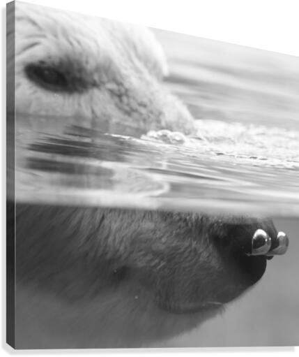 Bear Bubbles Canvas Print