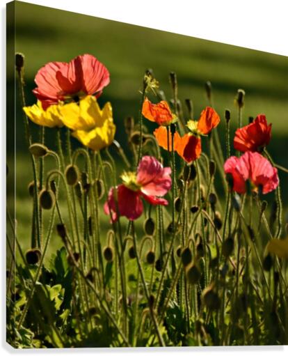 Spring Canvas Print