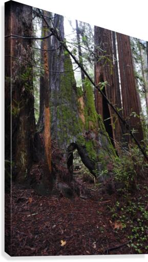 Giants Canvas Print