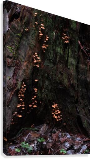 Tiny Mushrooms Canvas Print