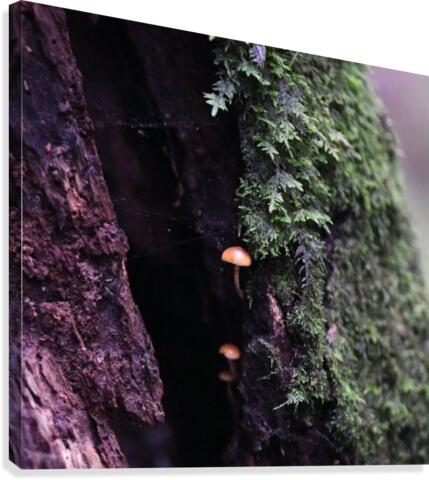 Forest Growth Canvas Print
