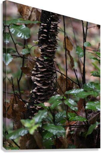 Fungi Canvas Print