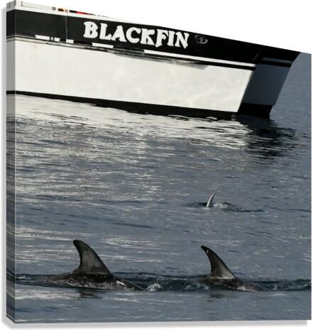 Blackfin Canvas Print