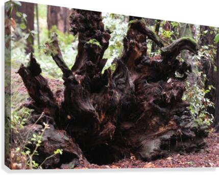Uprooted Canvas Print