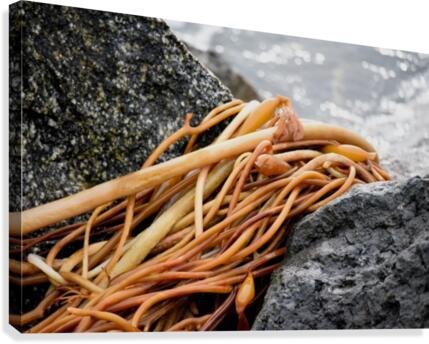 Kelp Canvas Print