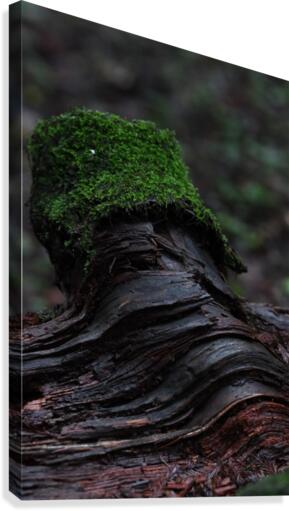 Moss Blanket Canvas Print