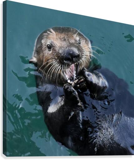 Otter Teeth Canvas Print