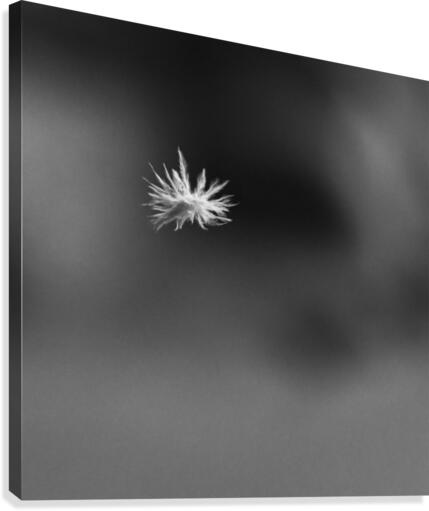 Falling Feather Canvas Print