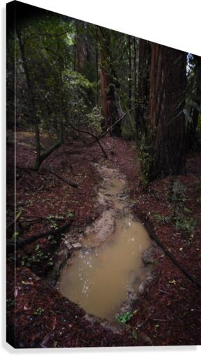 Forest Puddle Canvas Print