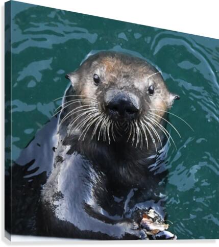 Otter Face Canvas Print