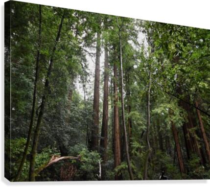 Trees Canvas Print