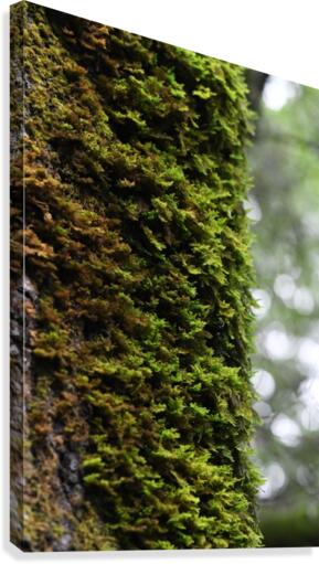Trunk Moss Canvas Print