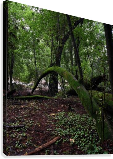 Mossy Tree Canvas Print