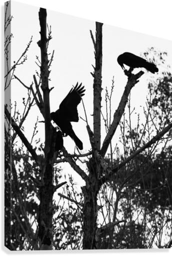 Black Birds Canvas Print