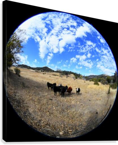 Cows Canvas Print