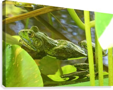 Frog Canvas Print