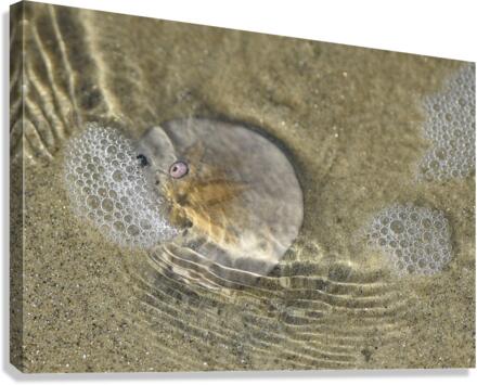Sand Dollar Canvas Print