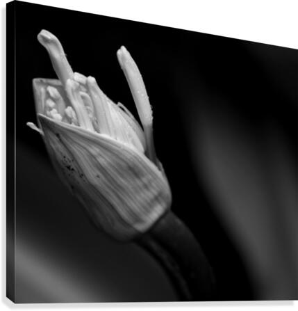 White Bloom Canvas Print