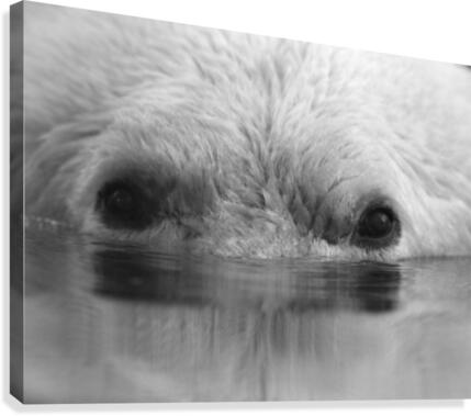 Polareyes Canvas Print