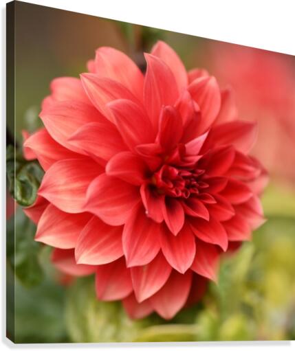 Petals Canvas Print