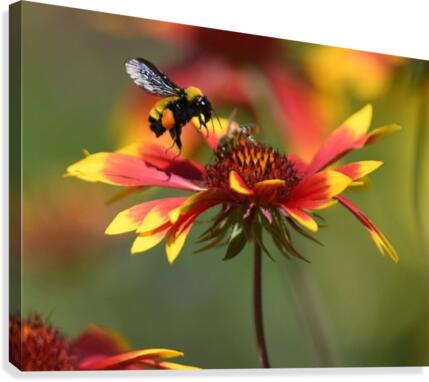 Bumble Canvas Print