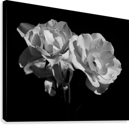 White Flowers Canvas Print