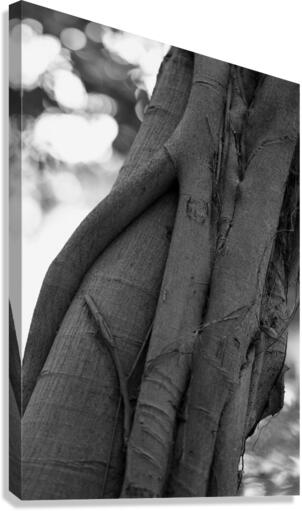 Tree Forms Canvas Print