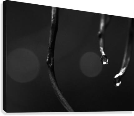 Drops Canvas Print